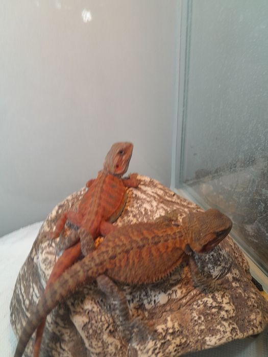 Agama  brodata  15-20 cm