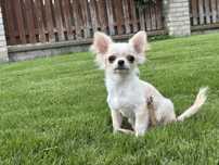 Chihuahua piesek mini
