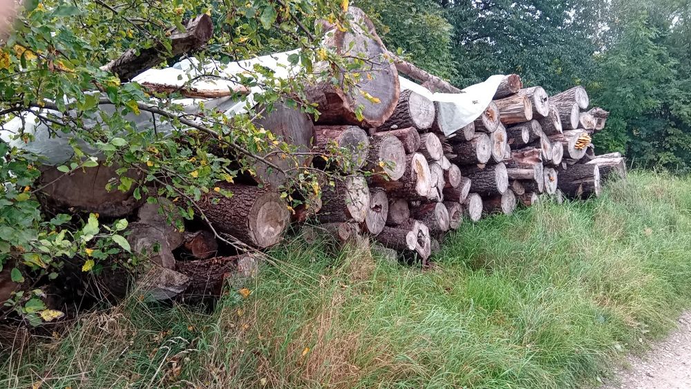 Sprzedam drzewo opalowe Olszyne.