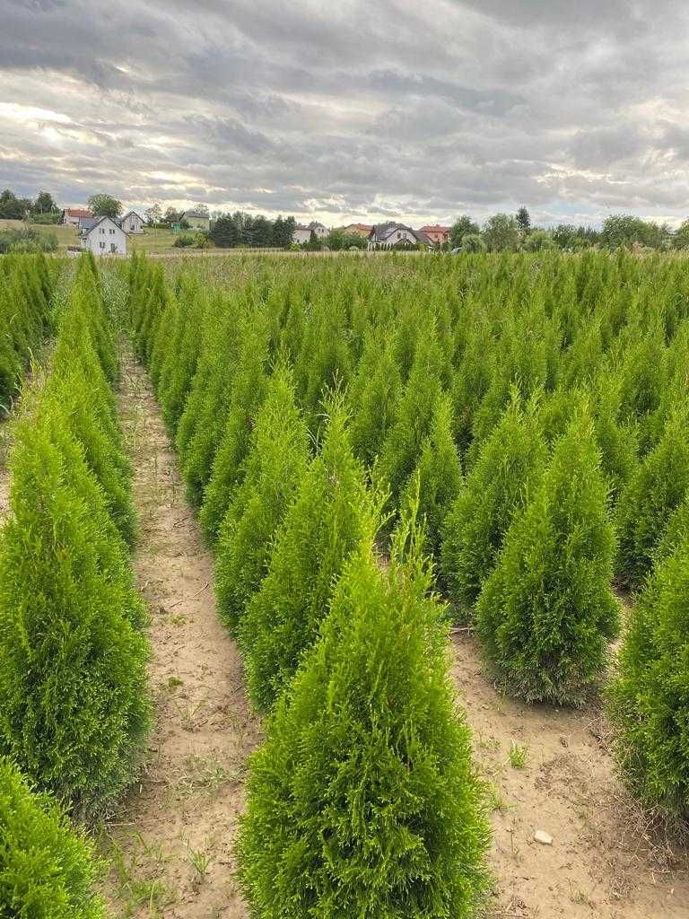 Thuja Tuja Szamaragd 120cm gęsta PROMOCJA