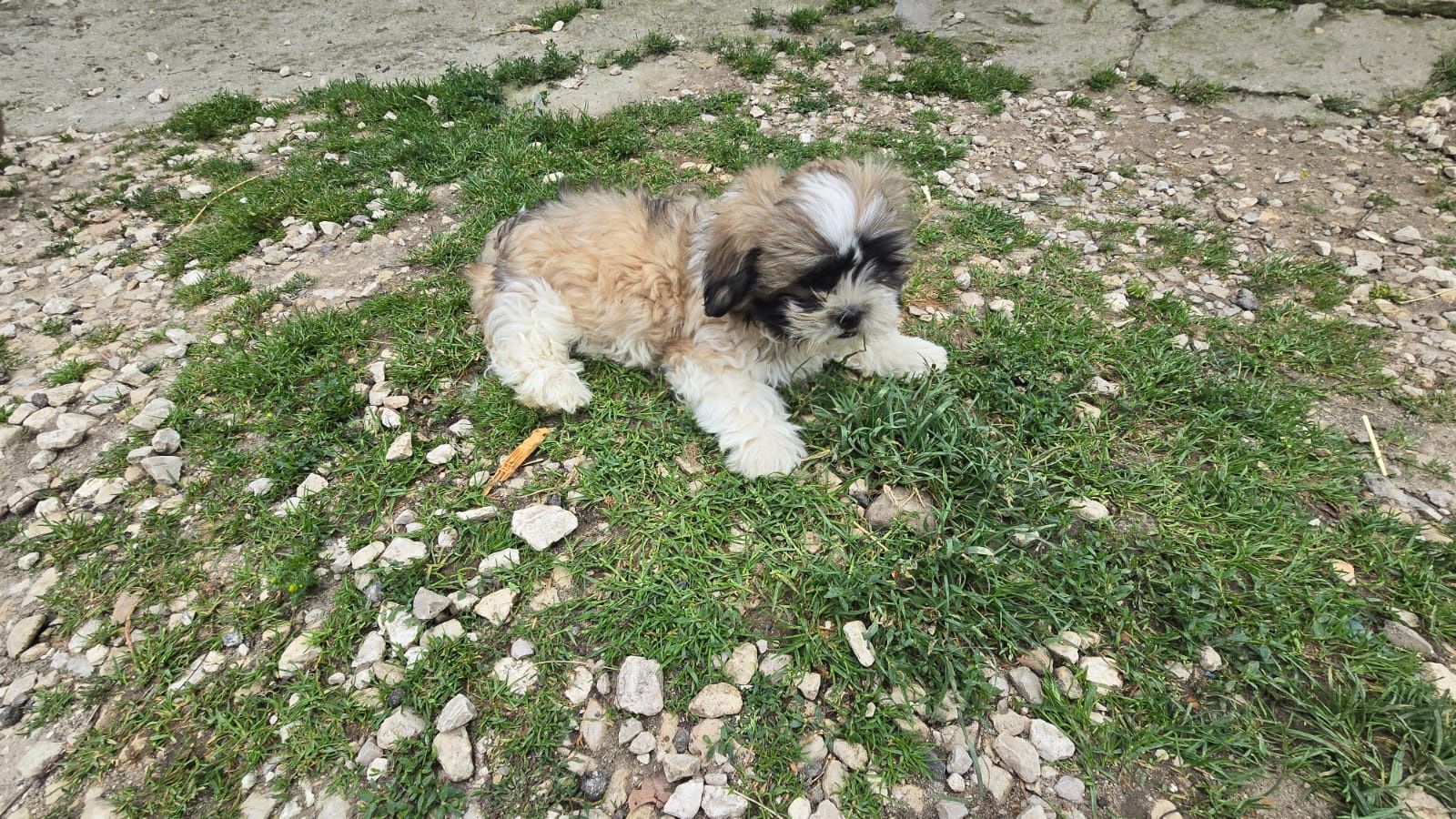 SHIH TZU śliczny szczeniak