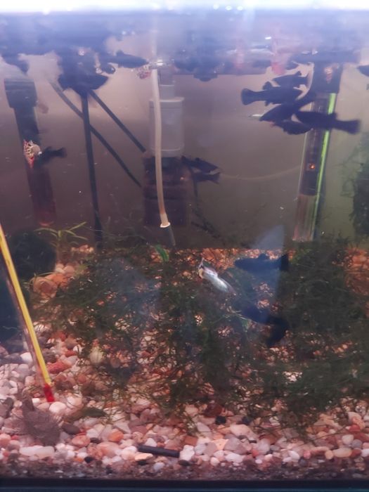 Sprzedam gubiki samce