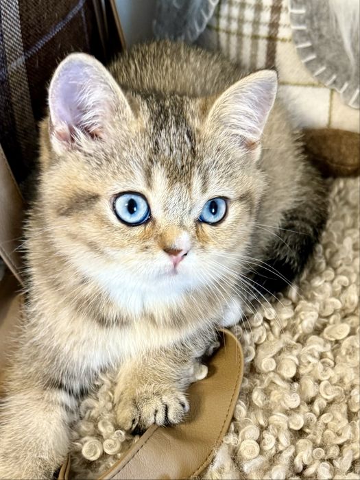 Obłędnie piękna kotka brytyjska