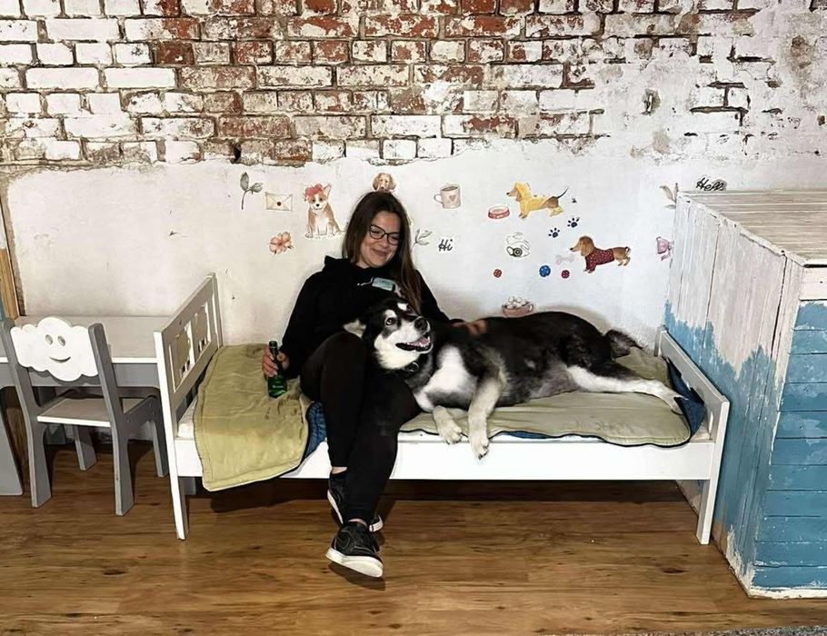 Pies w typie husky do adopcji!