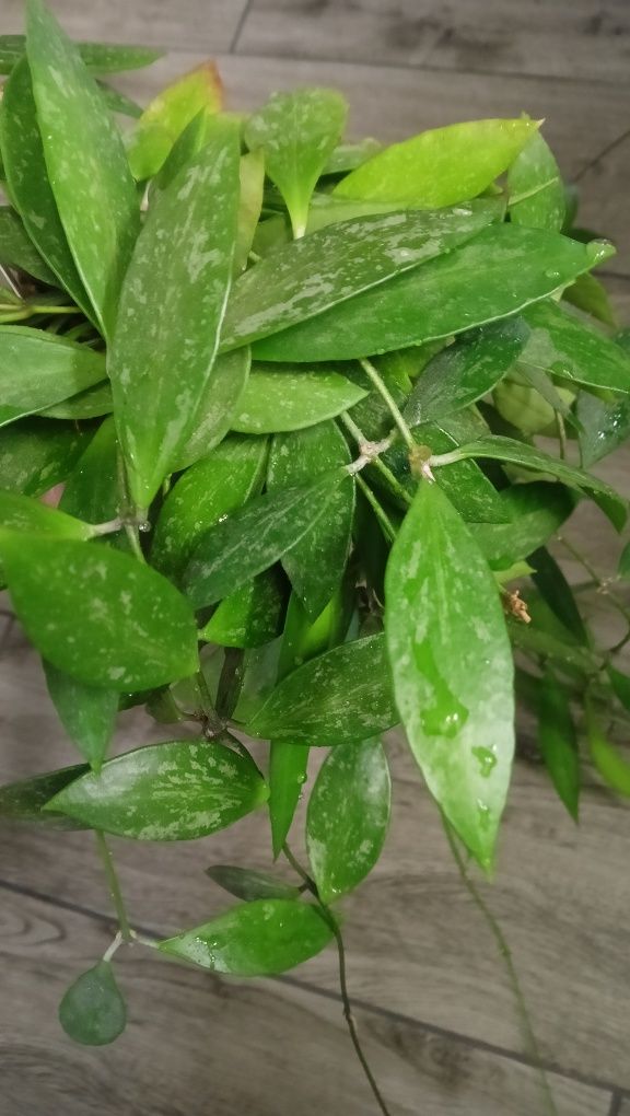 Hoya różne odmiany