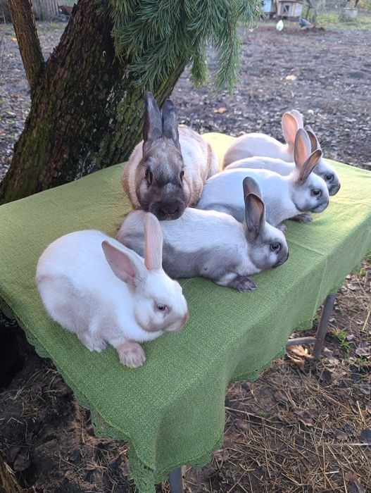 Породисті кролики