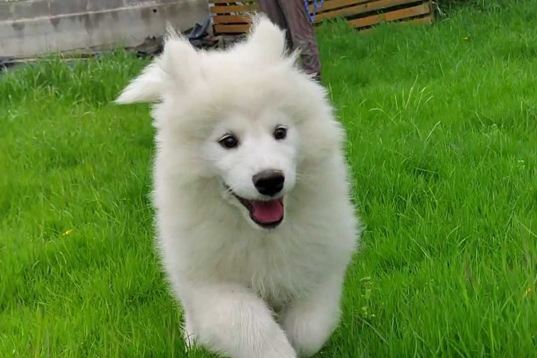 Batman chętnie Ciebie pozna:) Samoyed ZKwP. Ostatni piesek.