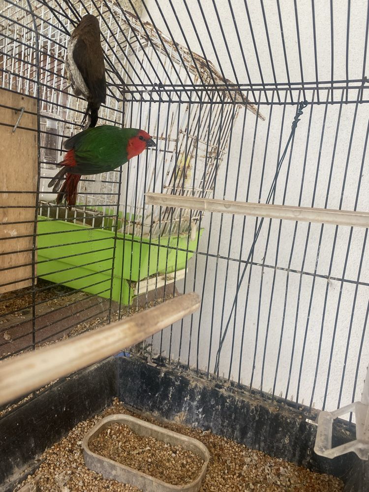 Cedo um diamante papagaio