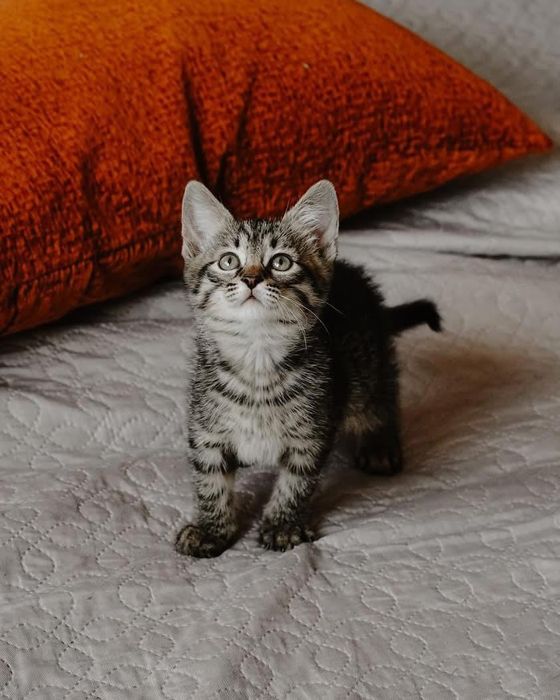 Котенок бесплатно