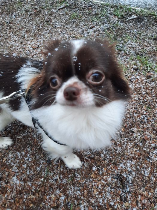 Вязка собак , чихуахуа