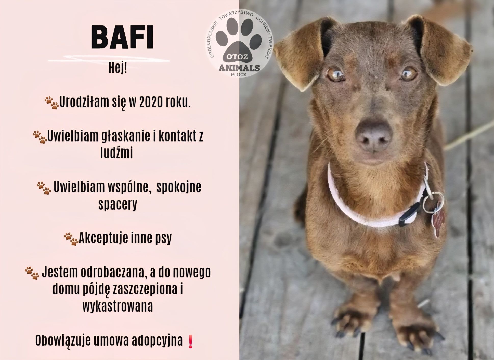 Bafi szuka cudownego domu