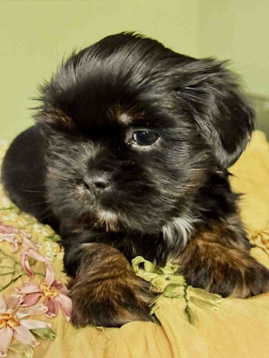 Cudne szczenię Lhasa Apso z rodowodem