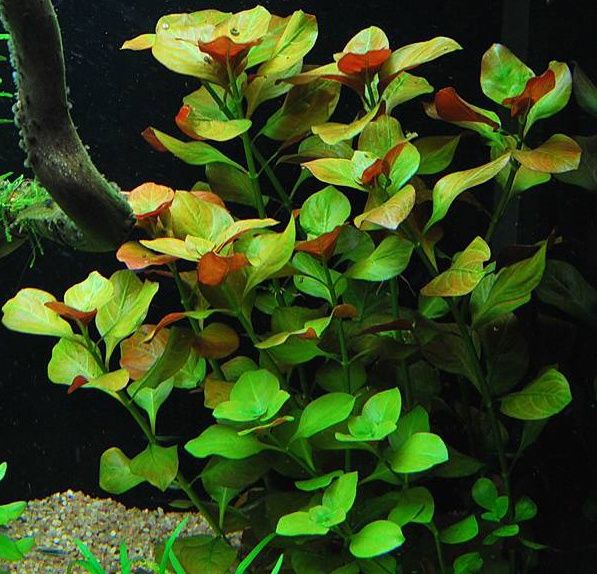 Ludwigia płożąca - Ludwigia repens