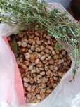 Venda de caracois