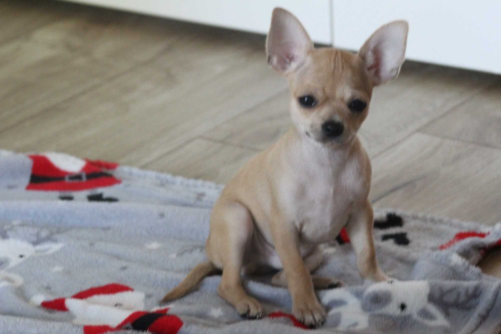 Szczenięta Chihuahua krótkowłose