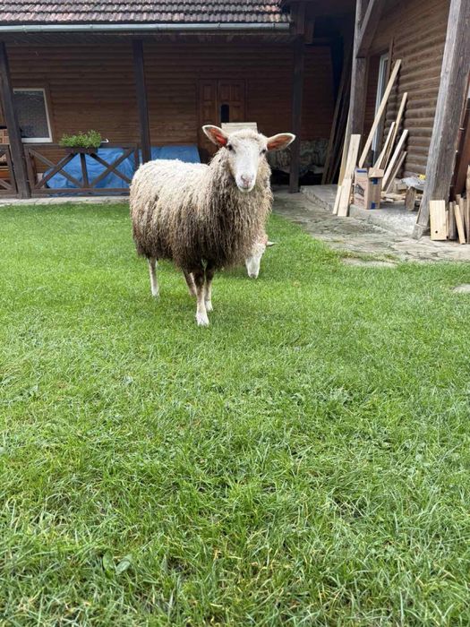 Вівці 10 місяців