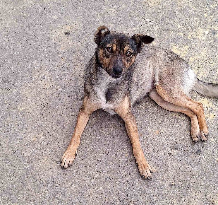 Отдам _ собаки_ щенки_ фрося