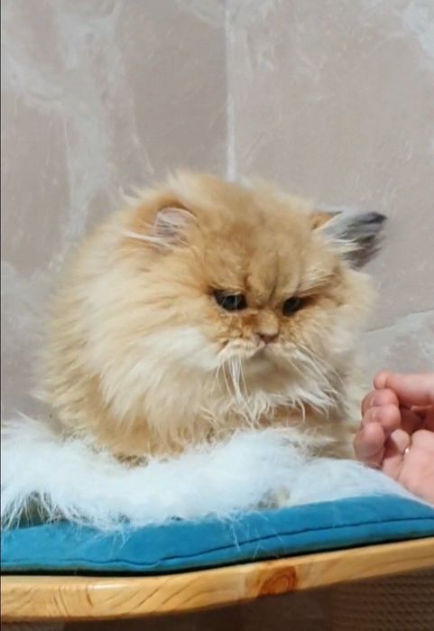 Золотой британский длинношерстный шиншилла