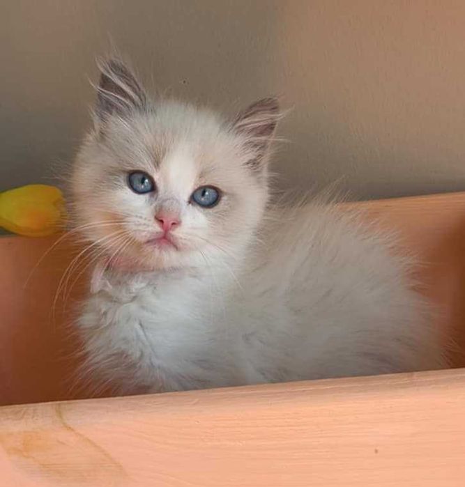 Prześliczny i delikatny kociak rasy Ragdoll.