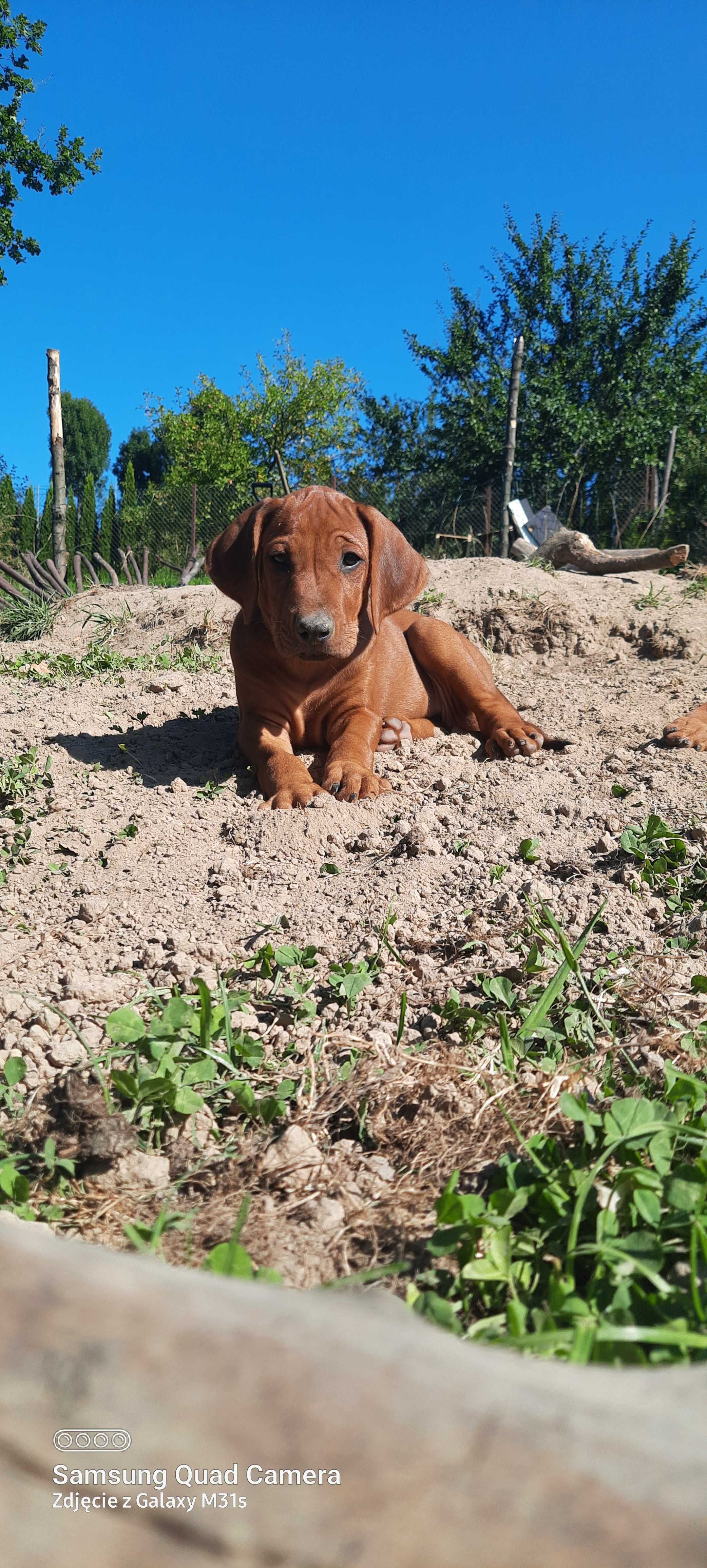 Nie szukasz psa. Szukasz legendy - Szczeniak Rhodesian Ridgeback  ZKwP