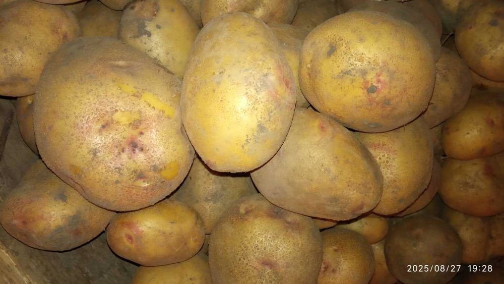 Картопля велика харчова