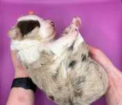 Border Collie wyjątkowo piękna suczka red merle z rodowodem