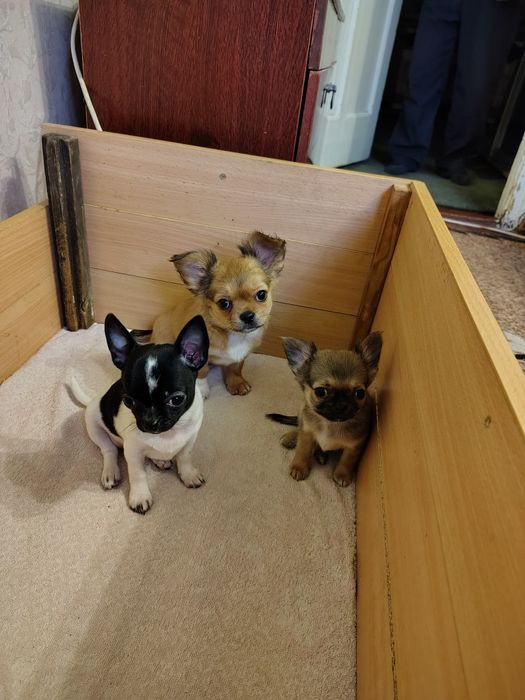 Продам: щенки чихуаху