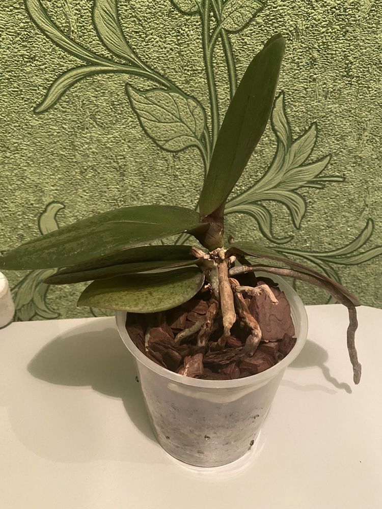 Продам Орхідеї Фаленопсиси