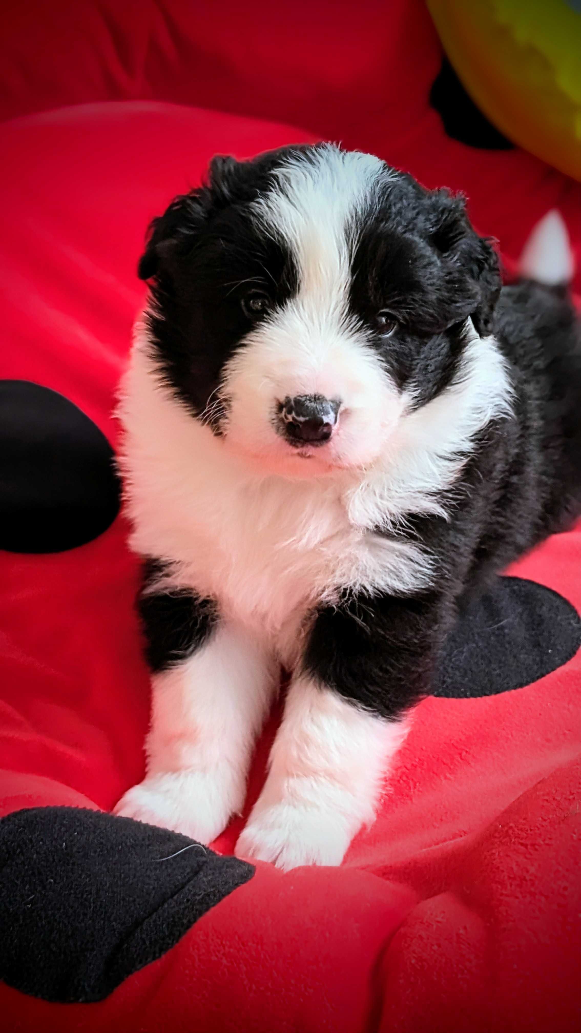 Border Collie FCI / ZKwP