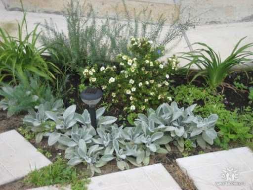 Многолетники садовые кустарники крупномеры  для тени или солнца