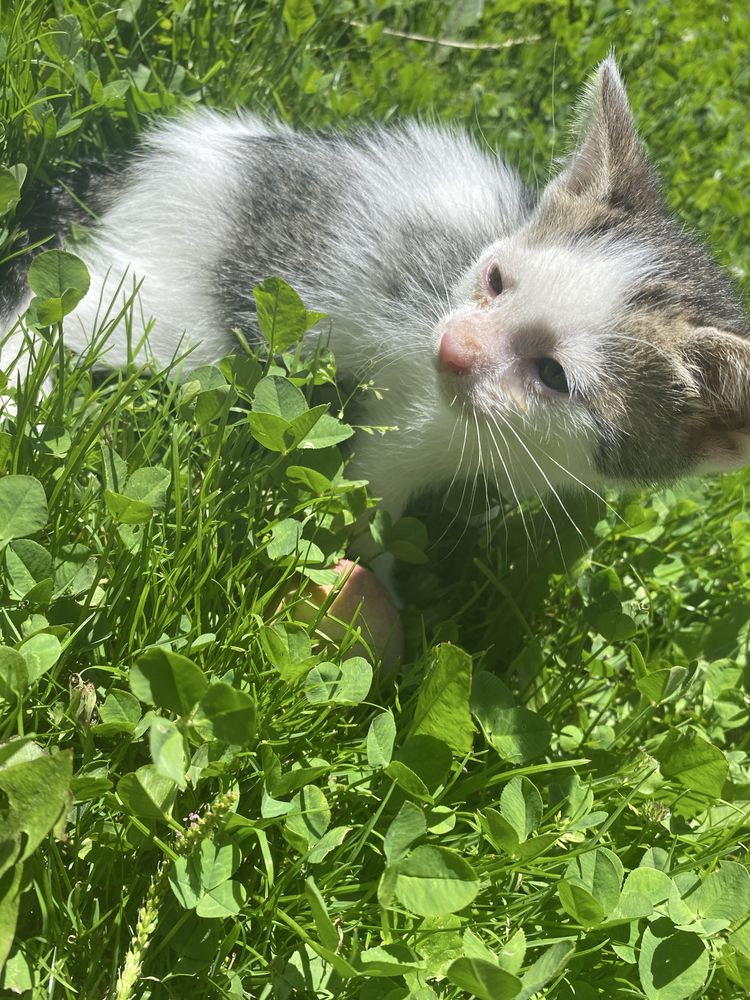 Oddam kotki w dobre recę