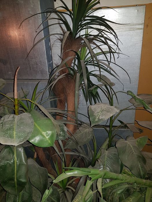 Sztuczne Kwiaty drzewka