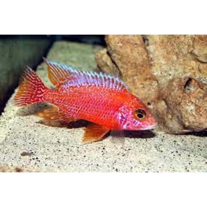 Аквариумные рыбки "Лабидохромис еллоу "