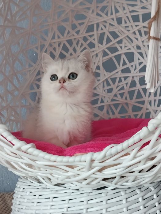 Шотландська срібна шиншилла