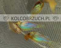 Pielęgniczka Ramireza odmiana PLATYNOWA - Mikrogeophagus ramirezi