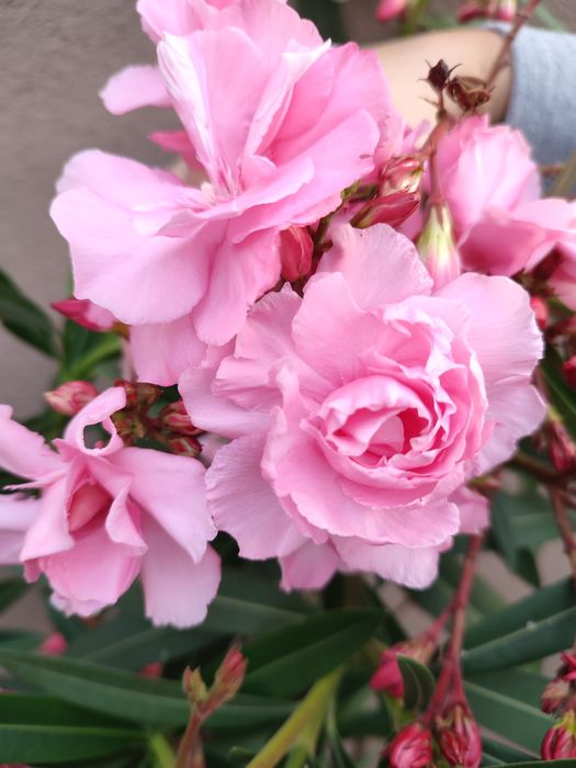 Продається олеандр!