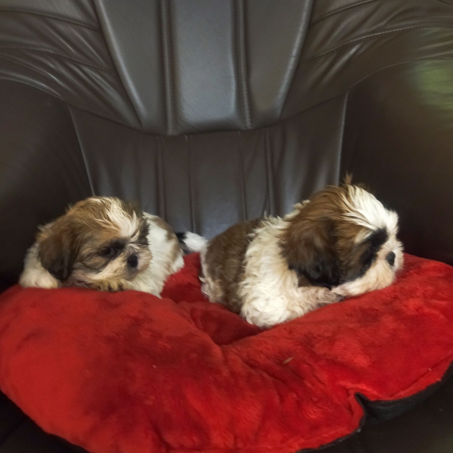 Shih tzu szczeniak