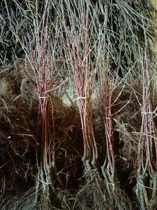 Drzewka owocowe formy kolumnowe oraz karłowe