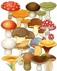 Сушеные грибы,сухi грибочки