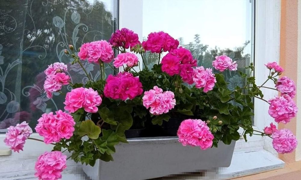 набором саджанці 15 штук  різних квітів пеларгонии,традесканция,плющ