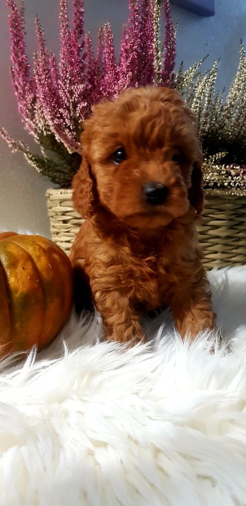 Cavapoo f1 b chłopiec