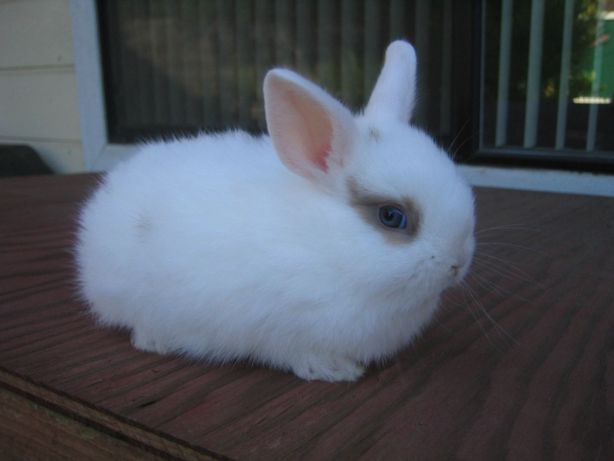 Кролик карликовые-малыши цвета в асортименте все.