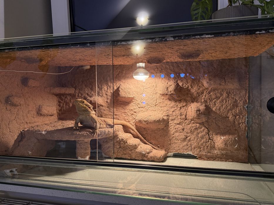 sprzedam agame brodata wraz z terrariumem