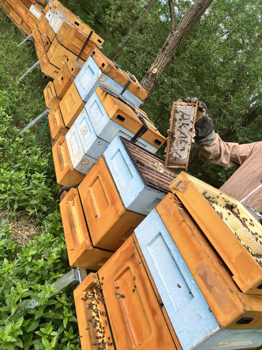 miód akacjowy świeży tegoroczny naturalny miód pszczeli  sezon 2025