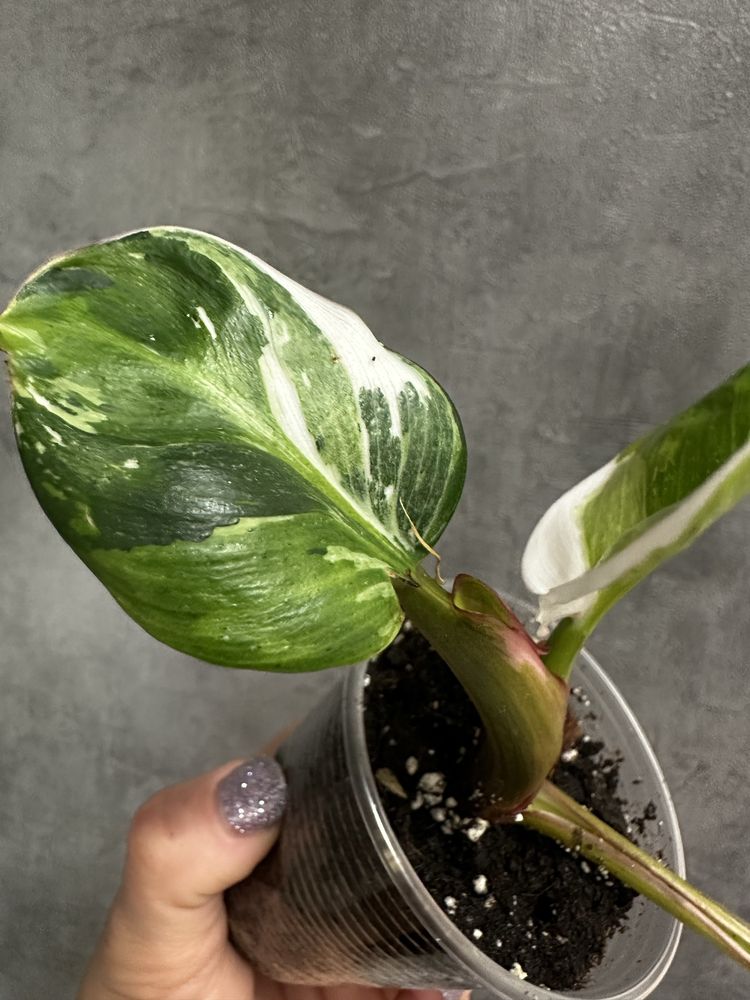 Філодендрон White Princess Tricolor Lime fresh aurea