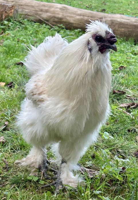 Jajka lęgowe kura silka silki jedwabiste kogut silka