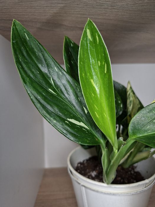 Monstera Standleyana / Philodendron Cobra