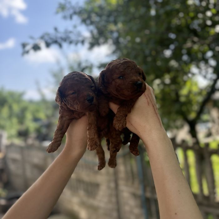 Той пуделя RED BRAUN