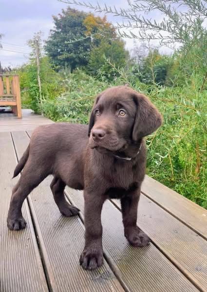 Labrador Retrevier Czekoladowy