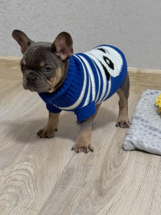 Професійно вирощені малята готові до переїзду!Доставка